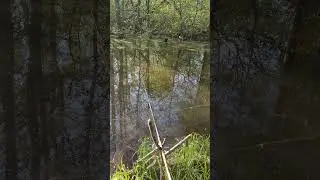 Рыбачу на тихой речке! красота! #Shorts