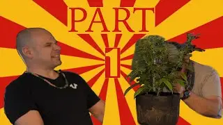 Learn To Grow Cannabis at Home