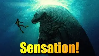 Die Tier-Evolution muss NEU definiert werden!