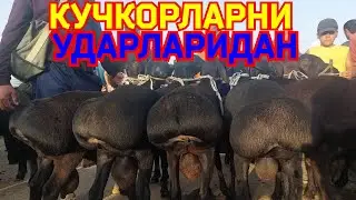 11.08.2024 КУЧКОРЛАРНИ УДАРЛАРИ ЧИКДИ КАРШИ КАРВОН МОЛ БОЗОРИГА