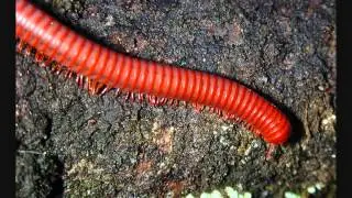 ATALARİLAÇLAMASERVİSİ