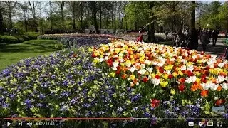 Niederlande -  Keukenhof - Tulpenfelder