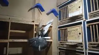 зима