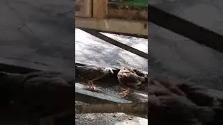 Dahan Dahang parami na sila sariling breeding sa backyard