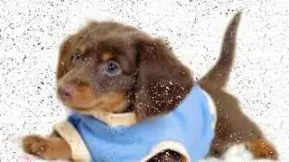 Котята и щенята друзья как это мило😍😍