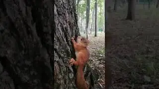 бельченок который не боится