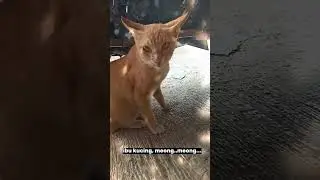 anak kucing meong meong