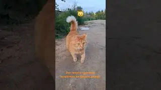 #вологда рыжее счастье.