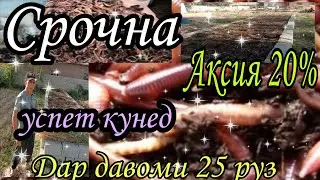СРОЧНА! Кирмҳои Калифорнаяи фуруши 20%-аксия дар давоми 25 рӯз, дер намонед...