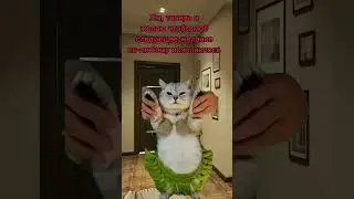 Как обмануть джина #котики #актив #милота #рекомендации