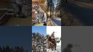 Барсик, Таня и лес 