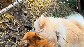 🐾 Spitz Adventure at the Zoo 🐾