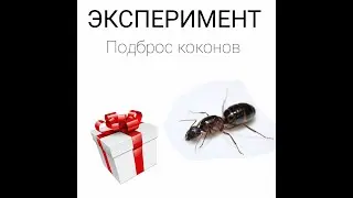 Эксперимент! Подброс коконов к матке Camponotus turkestanicus. Camponotus turkestanicus #1