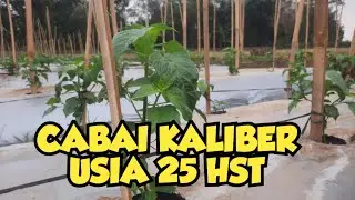 Cabai Kaliber Usia 25 HST
