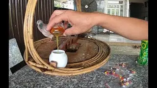 Tại Sau Chim Cu Gáy Bị Phân nát, Phân Lỏng VÀ Cách Chữa