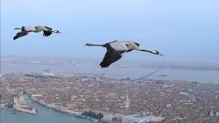 Flying cranes symbol of life  