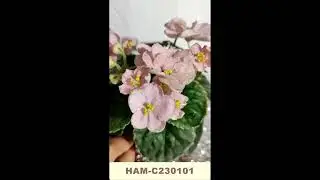 Новый сеянец на проверку #сенполии #фиалки #селекция