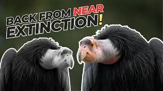 Wings of Hope: The Majestic California Condor Soars Again 🦅 🦅  #facts #californiacondor