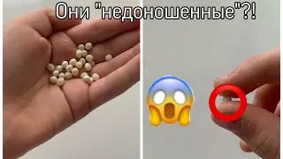 Буся родила «недоношенные» яйца?!(Улитки Буся и Кнопа)
