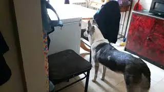 My Husky Barks At Nothing