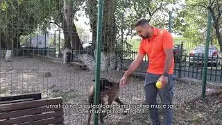 Oprim calvarul cățeilor și a proprietarilor de căței din 