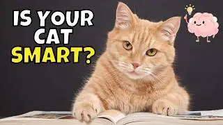 How to Test Your Cat’s Intelligence (How Smart Are Cats?)