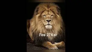 #Кошки #вес