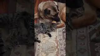 Koko and Athena 