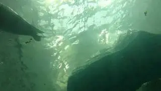 海游館 海豹