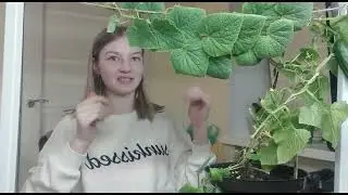 Спасаю огурец!