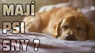 MAJÍ PSI SNY?