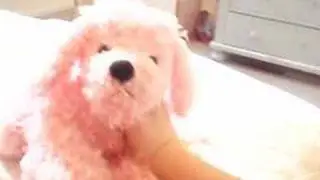 New webkinz