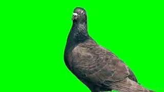 Green Screen Pigeon || Animation Green Screen || Chroma Key || Green Screen