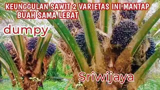 FAKTANYA DI LAPANGAN KEUNGGULAN PPKS DUMPY DAN PPKS SRIWIJAYA BUAH SAMA OVER LEBAT