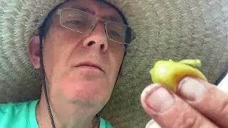 Tasting White Genoa fig