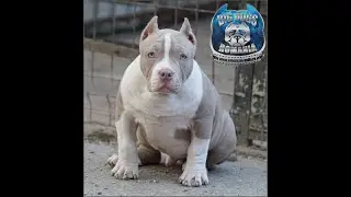VERY EXTREME CORECT AND SHOW QUALITY MALE AMERICAN BULLY POCKET/BIGDOGS ROMANIA KENNEL PRODUCT2021