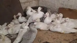 МУСКУСНЫЕ УТЯТА// подростки