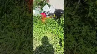 Backyard Grass Cutting: The Ultimate Workout Plan You Never Wanted!