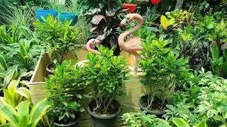 Gift O2 Nursery | Large and beautiful Nursery in Gurugram | Best Nursery | Plant nursery in Gurgaon