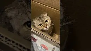 Лоток-домик для кошки #шортс #обзор #cat #shorts