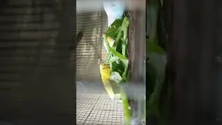 Highlight 0:00 - 2:35 from Breakfast - Spinach for my parakeets