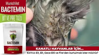 Bactemin Bit Pire Tozu