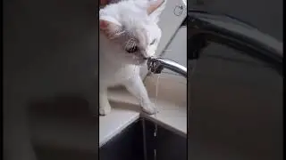 CUTEST CAT:Snow How to Drink Water From the Faucet 😂😂 #cutestcat #cats #catlovers #cat #catlovers