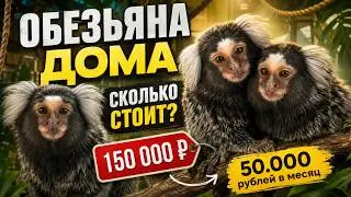 ОБЕЗЬЯНА ДОМА! Сколько РЕАЛЬНО стоит содержание обезьяны?