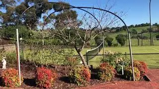 Awesome & Simple Fruit Tree Guard to Hold Netting. So Clever and strong & not expensive