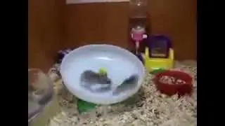 Komik Hamsterler