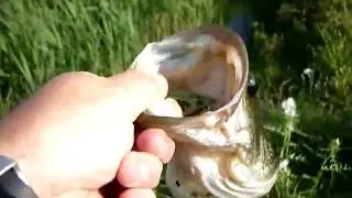 bass in sardegna
