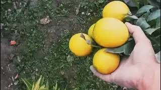 Mandarin yetishtirib yiliga 2 sotx yerdan 10000$ foyda olish 👍👍 🔥🔥🔥