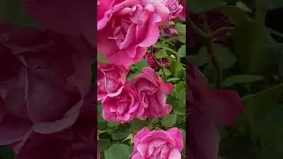 Роза морщинистая Ханса #садыроссии #цветы #дача #розы  #garden #сад