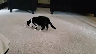 She works hard for the treats